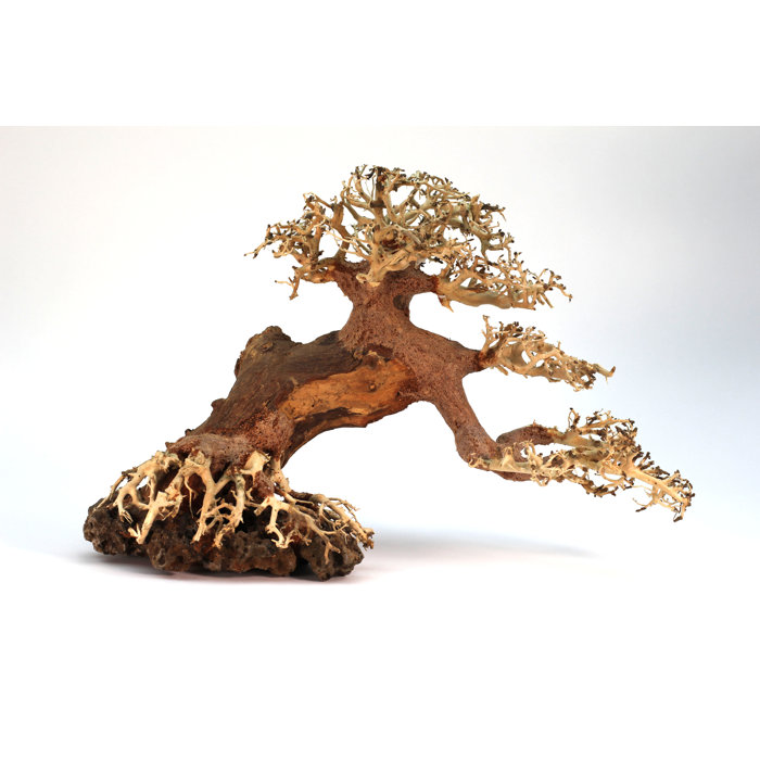 Millwood Pines Decorative Table Centerpiece Real Bonsai Tree For